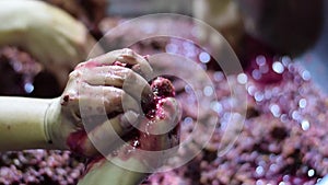 Bignay home wine processing many hands crushing, mashing and squeezing of fruit