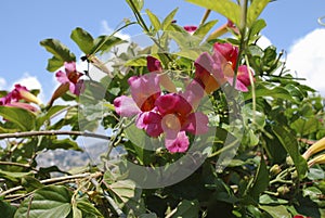 Bignonia capreolata Bignoniaceae family pink flowers blossom.