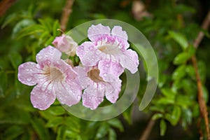 Bignonia rosa, arbusto de Pandora, trompetas photo