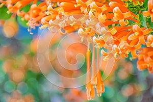 Bignoniaceae, Orange trumpet, Flame flower, Fire-cracker vine, Pyrostegia venusta flower plant