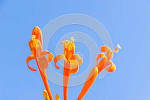 Bignoniaceae, Orange trumpet, Flame flower, Fire-cracker vine, Pyrostegia venusta flower plant with the blue sky