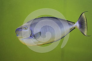 Bignose unicornfish