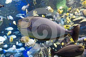 Bignose unicornfish Naso vlamingii tropical sea and ocean fish