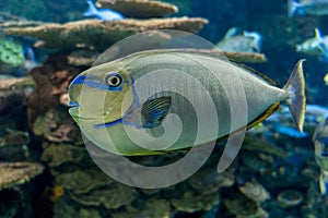 Bignose unicornfish Naso vlamingii tropical sea and ocean fish