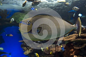 Bignose unicornfish Naso vlamingii tropical sea and ocean fish