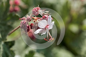 Bigroot geranium Geranium macrorrhizum