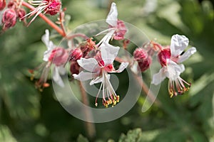Bigroot geranium Geranium macrorrhizum