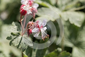 Bigroot geranium Geranium macrorrhizum