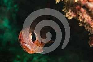 bigscale soldierfish fish