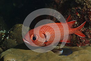 Bigscale Soldierfish, Kapalai Island, Sabah