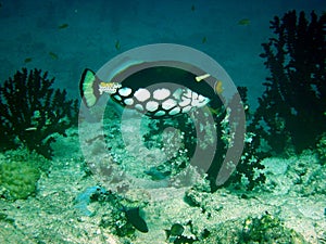 Bigspotted triggerfish