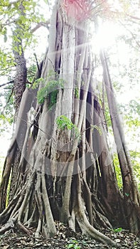 Bigtree