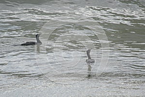 Bigua Cormorant swimming on the waves photo