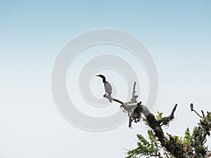 Bigua landed on a branch with blue and white sky in the background photo