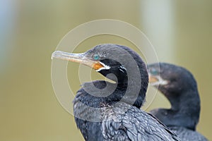 Bigua, Neotropical cormorant or Phalacocorax brasilianus perched on a branch before returning to the water to fish photo