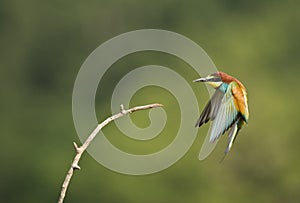 Bijeneter, European Bee-eater, Merops apiaster