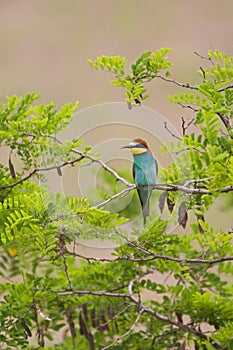 Bijeneter, European Bee-eater, Merops apiaster