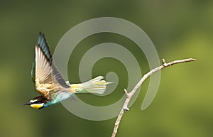 Bijeneter, European Bee-eater, Merops apiaster