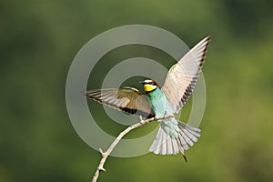 Bijeneter, European Bee-eater, Merops apiaster