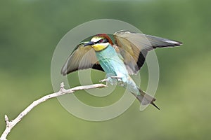 Bijeneter, European Bee-eater, Merops apiaster