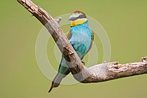 Bijeneter, European Bee-eater, Merops apiaster