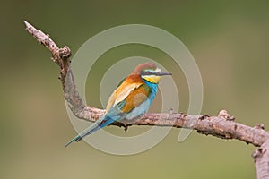 Bijeneter, European Bee-eater, Merops apiaster
