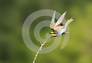 Bijeneter, European Bee-eater, Merops apiaster