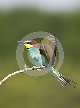 Bijeneter, European Bee-eater, Merops apiaster