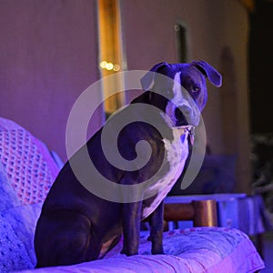 Bijou the pretty pitbull throwing forlorn looks in the soft glow of the Christmas decorations