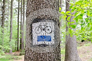 Bike blue trail path sign on tree bark. White and blue paint travel information in forest
