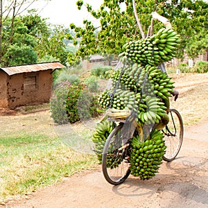 Bike without driver? Bike loaded upwards with many bunches of green ripe cooking bananas, plantains, Uganda, Africa.