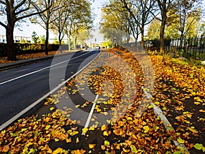 Bike lane covered with autumn orange and yellow leaves