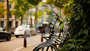 Bike parked against ivy plants