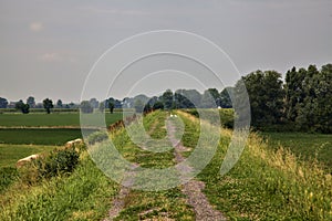 Bike path on an enbankment in the middle of the fields in the italian countryside in summer