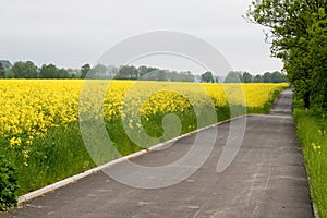 Bike road near yellow field