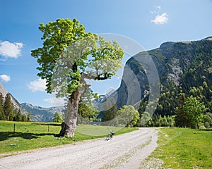 bike route Ahornboden, spring landscape tirol austria with big maple tree