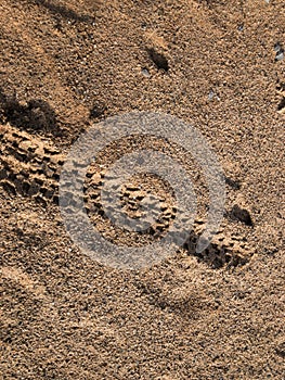 Bike tire tracks in the sandy ground