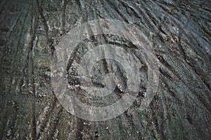 Bike tracks in the mud