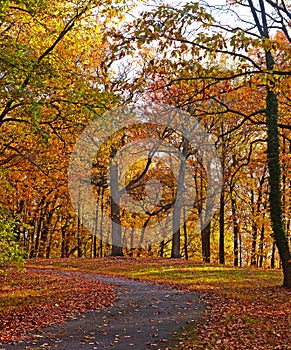 A bike trail along deciduous trees in autumn.