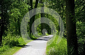 Bike Trail Through Forest