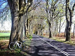 Bike trip in Poland. Beech alley near Naclaw