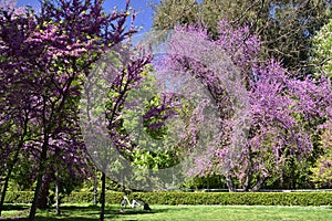 The bike under beautiful blooming tree in the public Gardens of the Good Retreat, Madrid, Spain