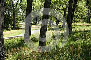 A bike and walking trail though a park