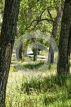 A bike and walking trail though a park