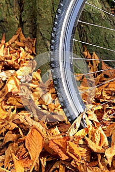 Bike wheel and tire tread with autumn leaves