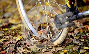 bike wheels, pneumatics on an autumn leaves, image of a photo