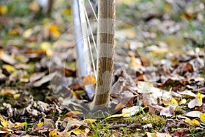 bike wheels, pneumatics on an autumn leaves, image of a photo