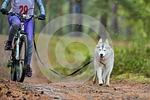 Bikejoring dog mushing race