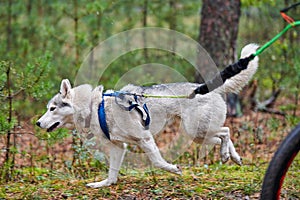 Bikejoring dog mushing race