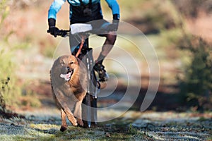 Bikejoring dog mushing race. Dog pulling bike with bicyclist, competition in forest, sled dog racing